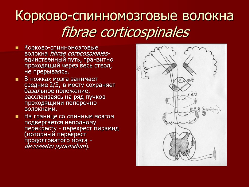 Корково-спинномозговые волокна fibrae corticospinales Корково-спинномозговые волокна fibrae corticospinales- единственный путь, транзитно проходящий через весь